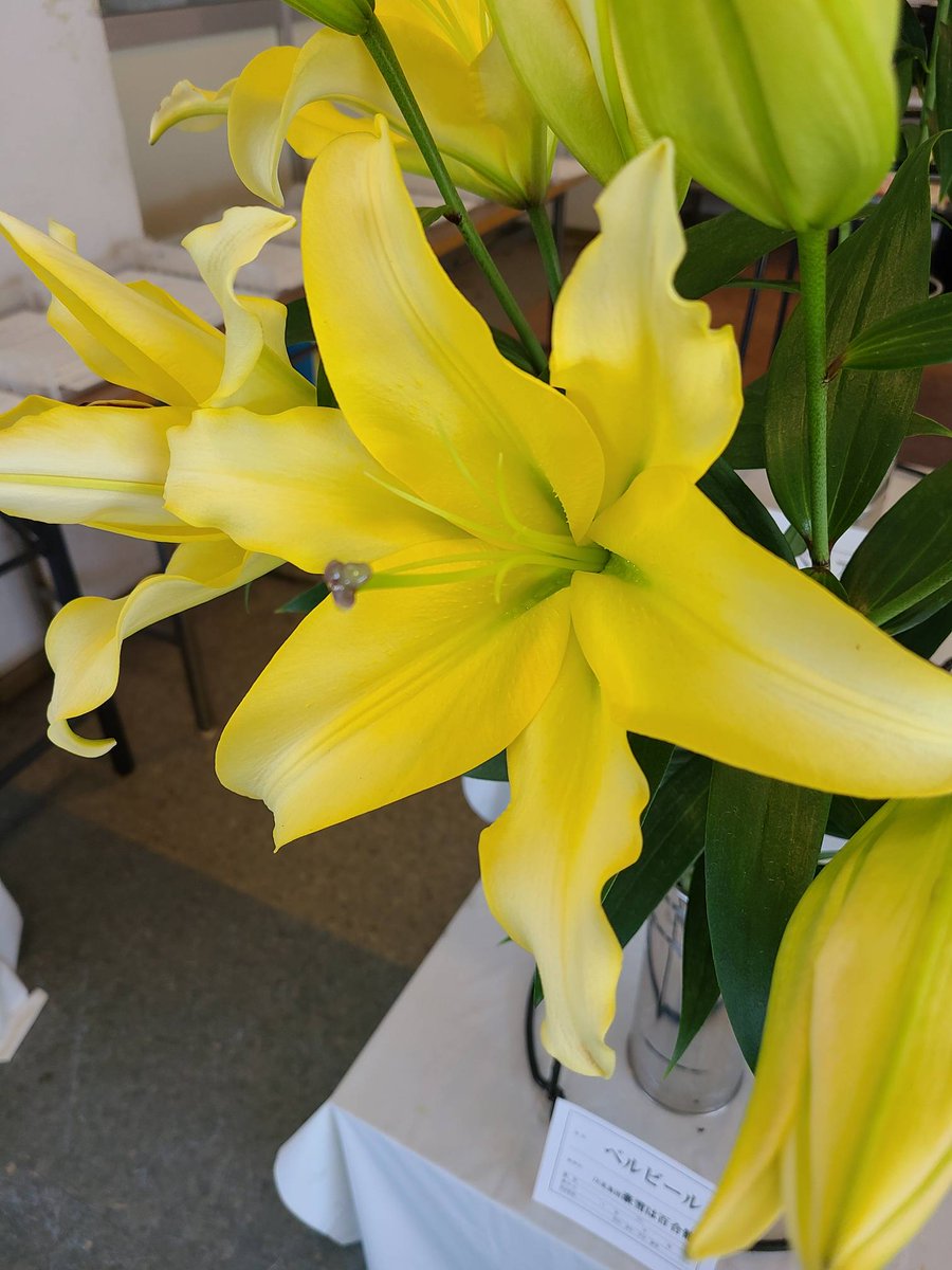 フラワーケンズ Lyの ベルビール ザンベジ フロンテラ ここのオリエンタルは好きな感じ