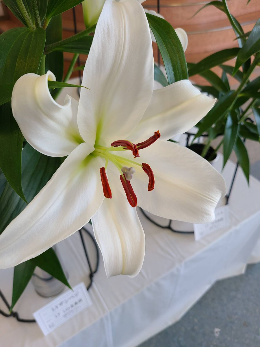 フラワーケンズ Lyの ベルビール ザンベジ フロンテラ ここのオリエンタルは好きな感じ