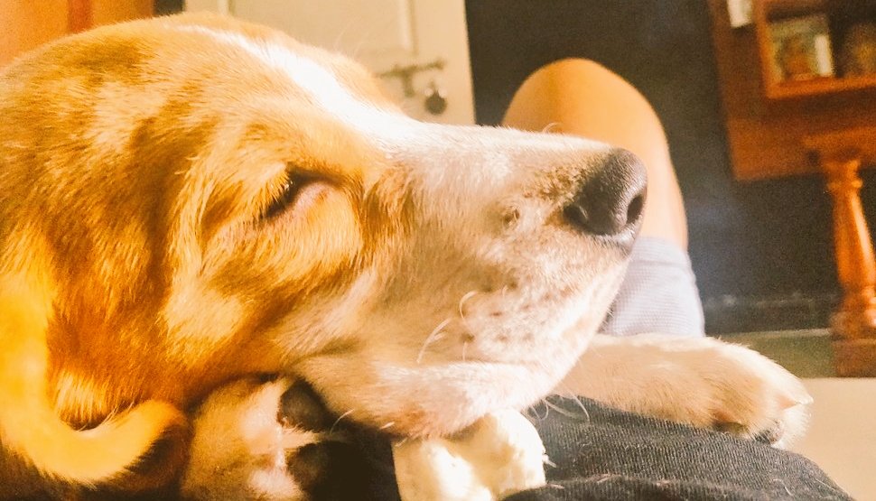 AyeDhanno's tweet photo. Mera sukoon β€οΈ
#MyMilo
#MeraMilo
#MiloTales
#MyJaana
#dogsoftwitter https://t.co/2Y3e80doE9