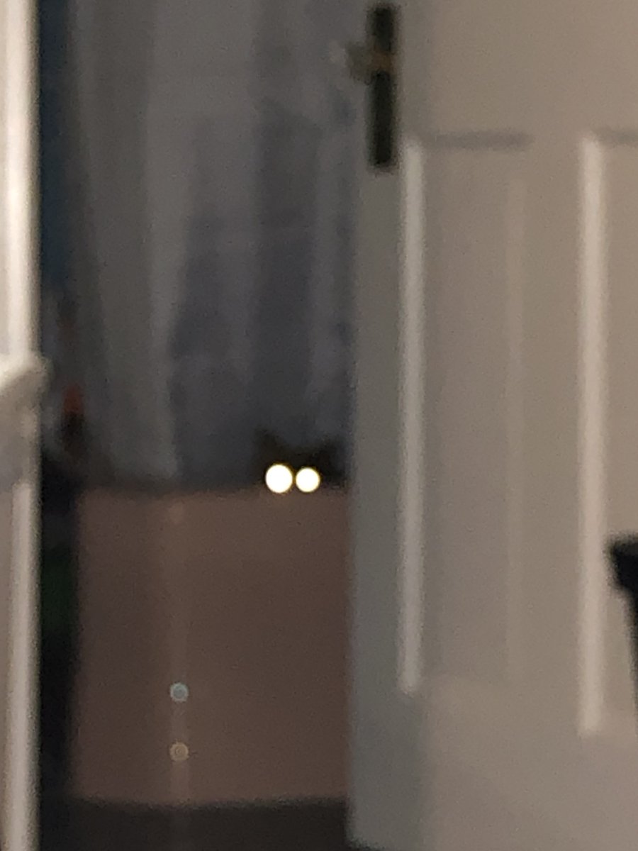 Forgot to share this gem from when she was hiding in the bathtub with only her little ears and eyes poking out. Flash makes *quite* a difference.
