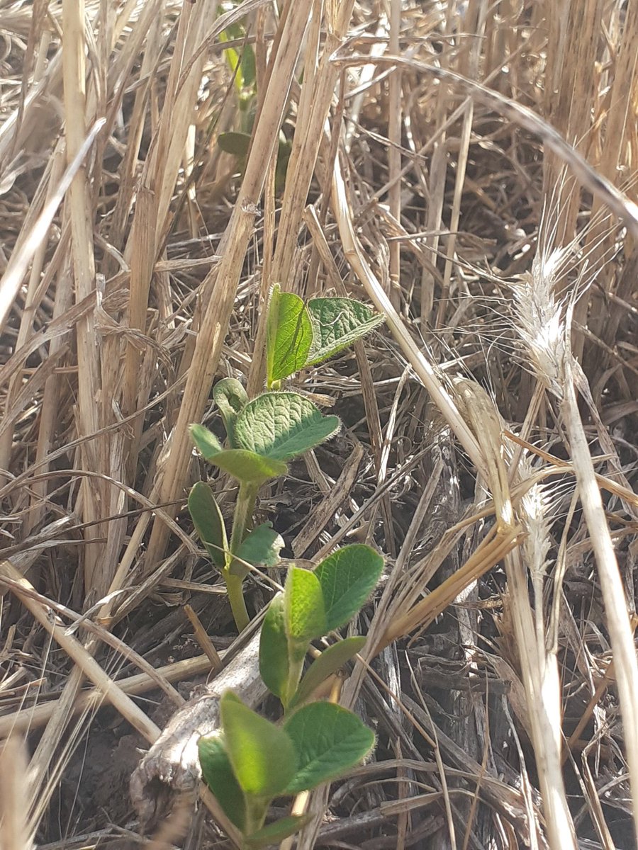 El ocaso del trigo 20-21...  comienzo de la soja ...