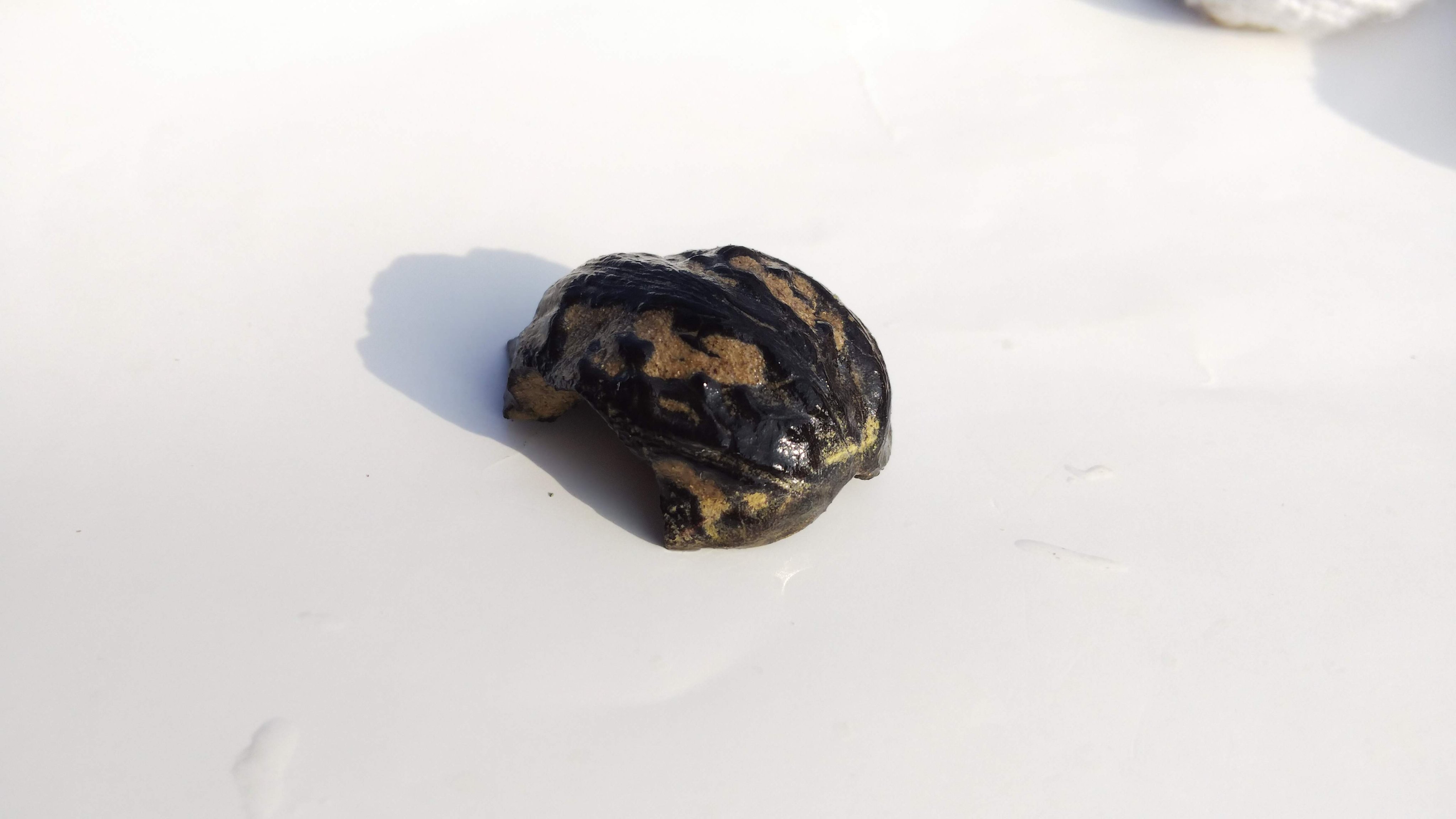 大高 和正 男鹿中浜間口 間口浜 脇本層 より古い時代の 北浦層 が露頭しています 逆断層 写真右側の中央から左上に向かって 移動の際の抵抗で曲がりながら 断層関連褶曲 のし上がるようにずれ動いた様子が観察できます T Co