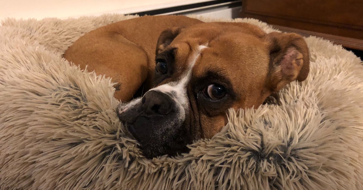 nhdwrites's tweet photo. This is Freedom in his new bed. I think he is glad for my new office space. The pros of reimagining this space paid off in spades. #boxerdog #rescuedogs #cozy #dogsofinstagram #adogslife #puppymillrescuedog https://t.co/sixboUAgrQ