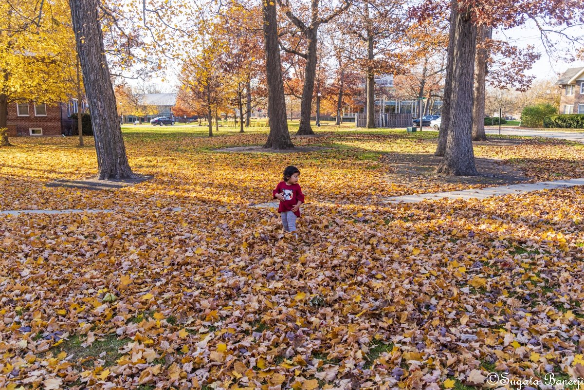 joy_for_ever's tweet photo. The last days of #Fall in #LakeCounty, #Illinois where I live. These photos were taken when the colors were well past their peak. Photos taken at @LCFPD preserves #WrightWoods and #RyersonWoods, and the @LFCollege campus. @PENTAXIAN #pentaxk1 #lcfpd #photography #autumn #foliage https://t.co/oRb4jBiRGe