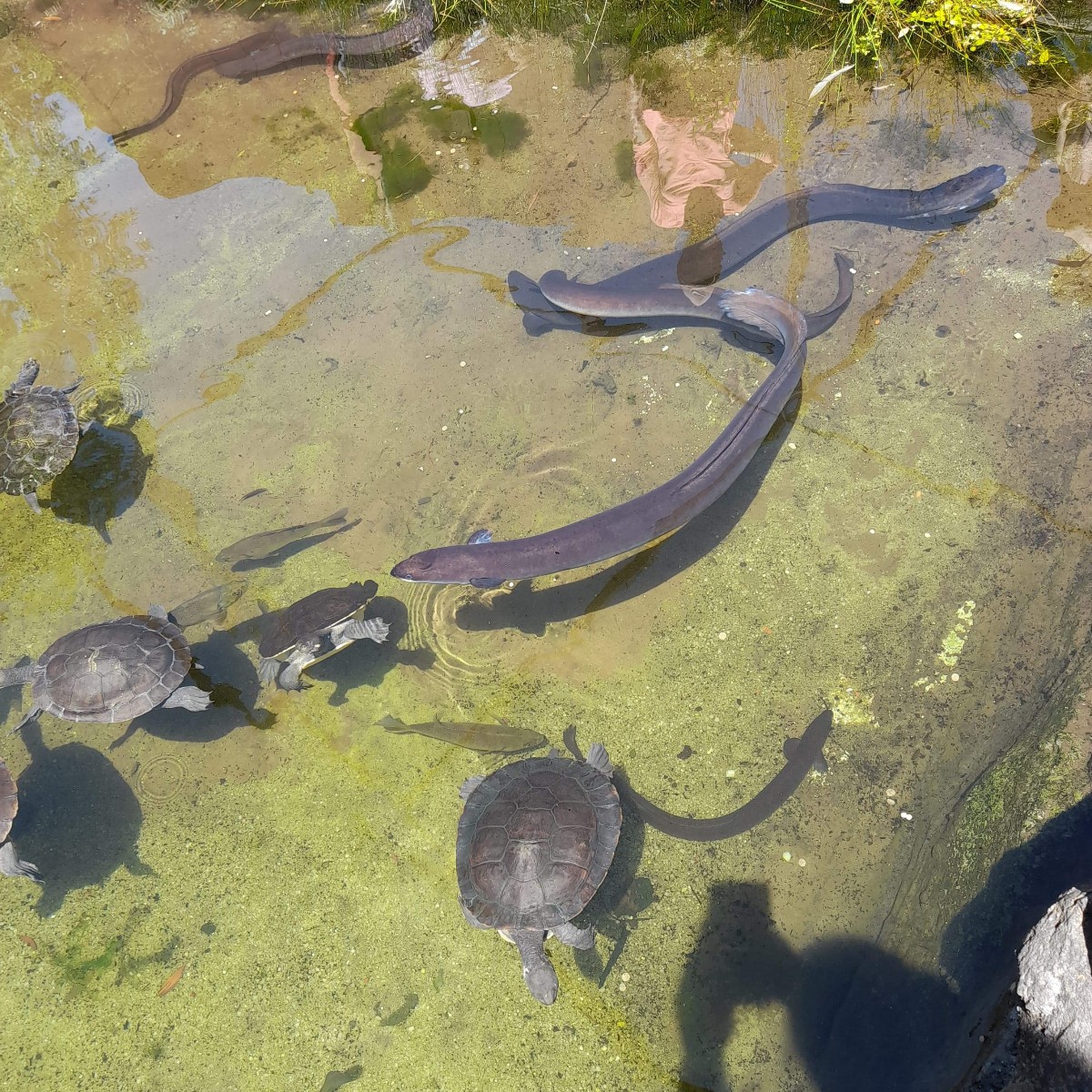 The eels and turtle of our Milarri Garden pond are making the most out of these sunny days 🌞 📸 Captured by Visitor Engagement Officer Joanie during our daily eel feeding presentation, held daily at 1:45pm. Learn more and book museum tickets online via: fal.cn/3bFFZ