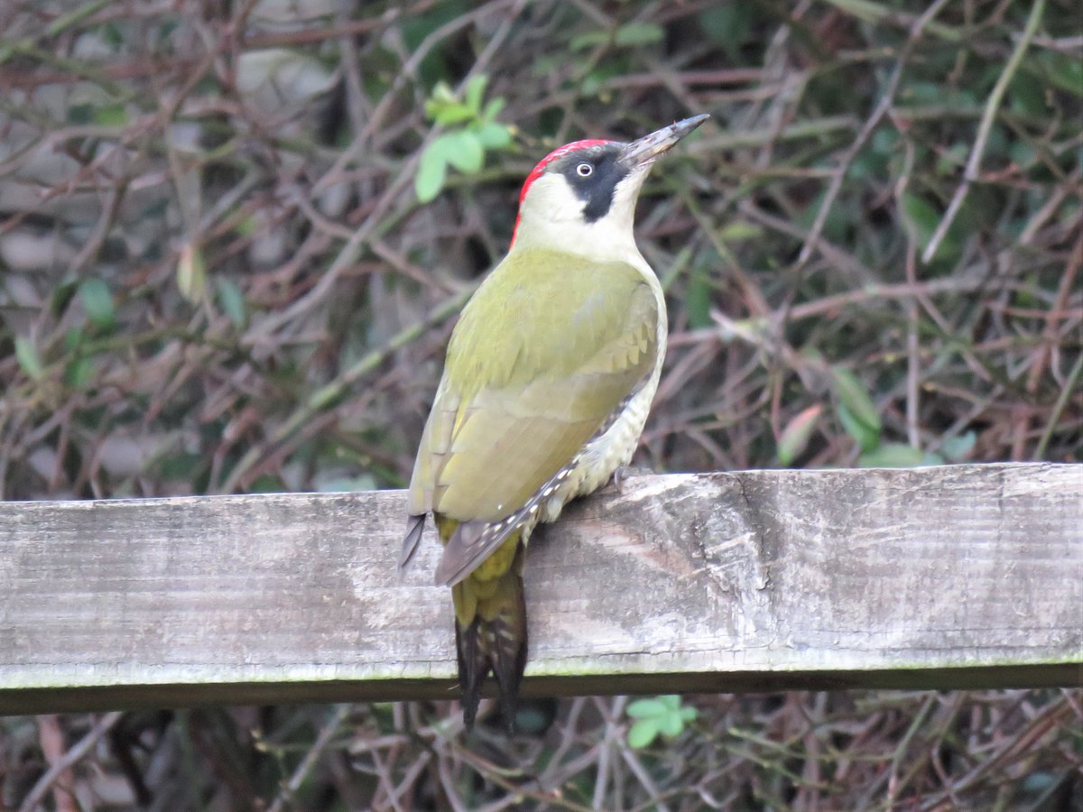 A very obliging Green Woodpecker at the Waterworks Nature Reserve.