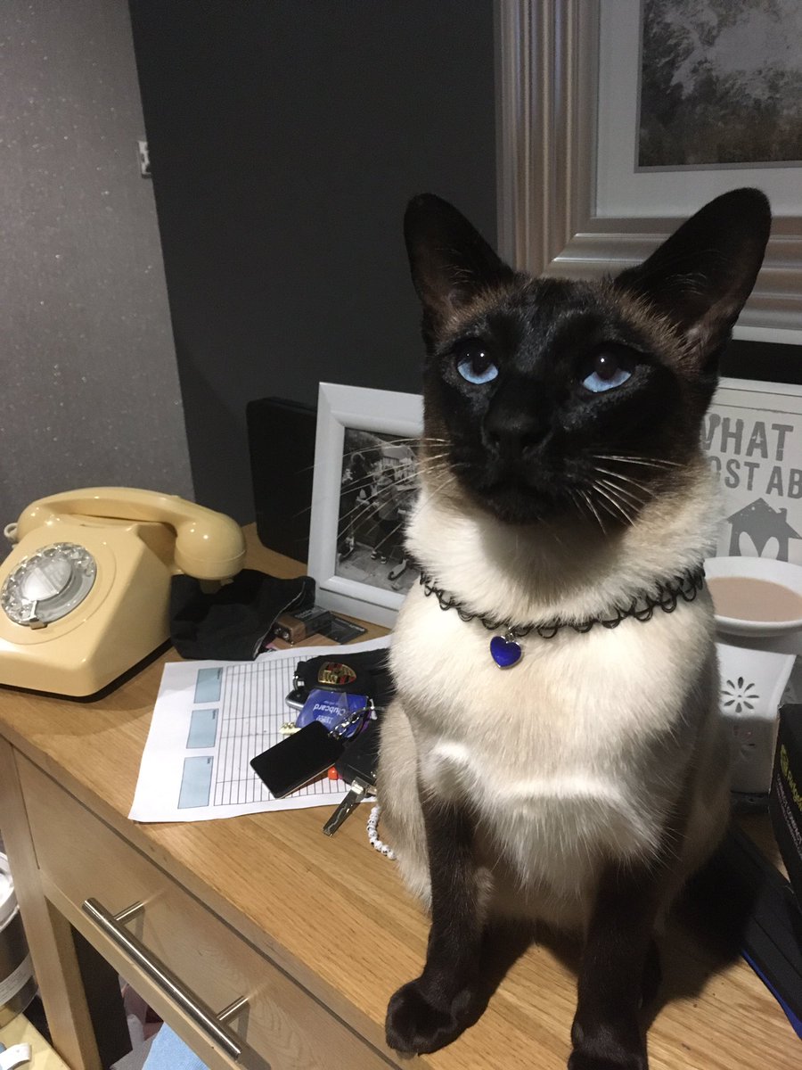 MouseSeal's tweet photo. What do you mean it’s raining at the front door as well as at the back door !? Rude ☔️🌧 #hatesrain #missthesummer #whereismysunpuddle https://t.co/0KjEpvAHm7