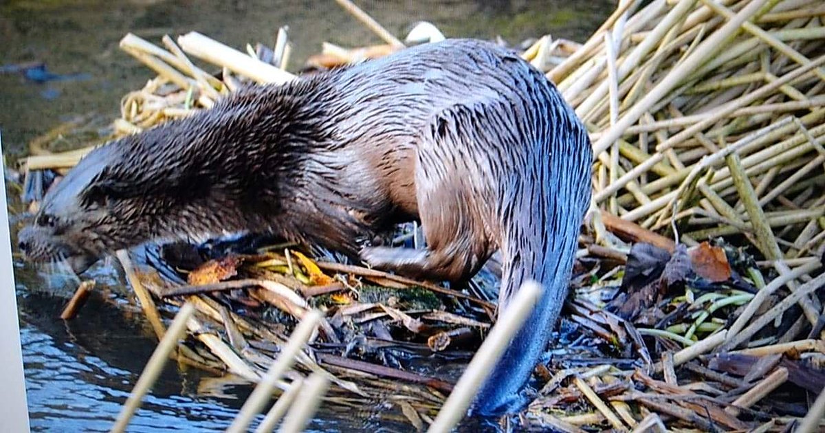 #otter #suffolk #suffolkstour