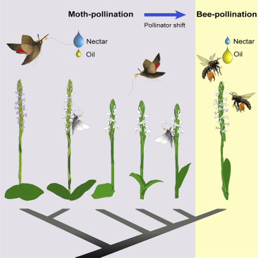 JamesGRodger_ZA's tweet photo. Beautiful illustration from @MCastanedaZ study on #evolution of oil-bee #pollination from moth pollination
#Rediviva
#Orchids
https://t.co/H8FJZwBaMm https://t.co/5vMj9jwBpT