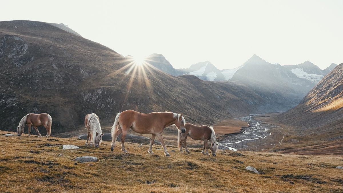 NikonCzech's tweet photo. Fotografka Marion Payr popisuje svůj přístup k focení a své oblíbené objektivy v dalším pokračování #CreateYourLight. 💛 
Všechny tipy najdete na FB Nikon.

A co vy? Používáte objektivy s proměnlivými ohnisky? 📸 https://t.co/CyYKmbcvub