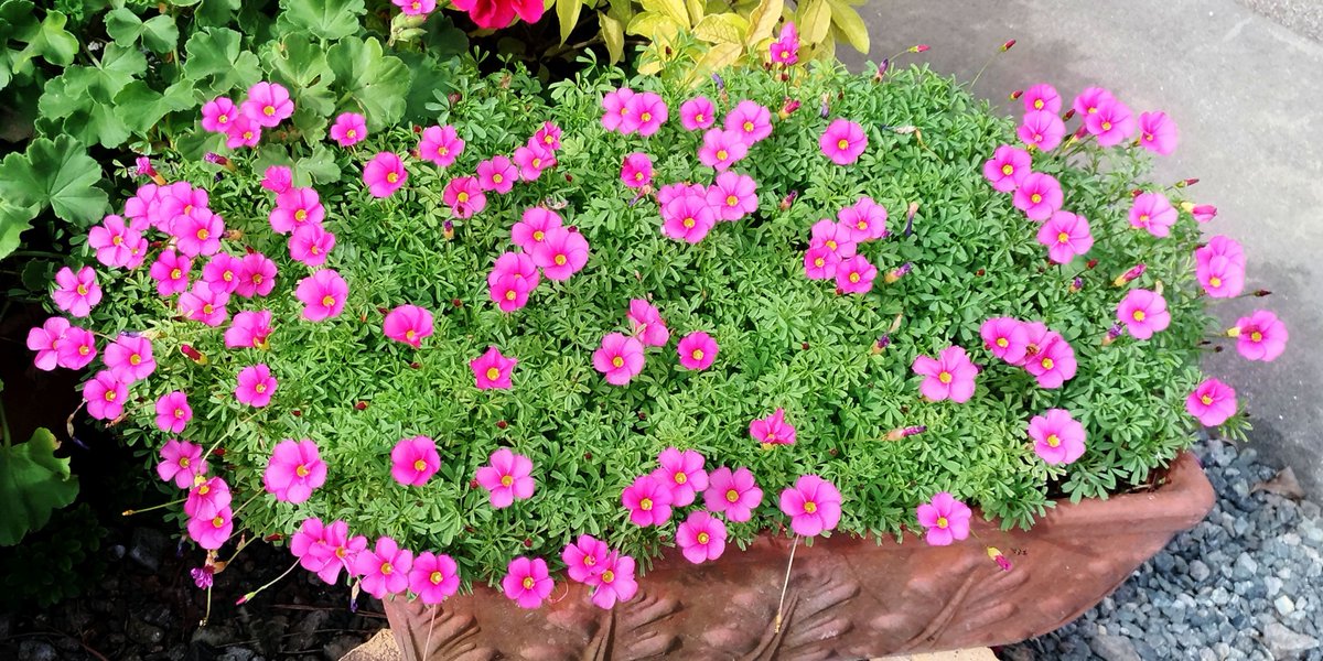 こころんグリーン 知人宅の庭にオキザリスがたくさん咲いていました ピンクの花が山のように開いています 小ぶりな花ですが 凄い数咲いています オキザリス ピンクの花 秋の花 秋 園芸品種 園芸 ガーデニング 熊本市南区 熊本 T Co