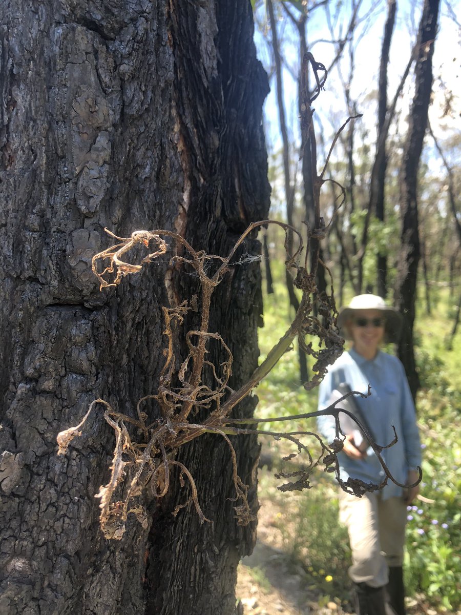 Rachael Nolan tweet media