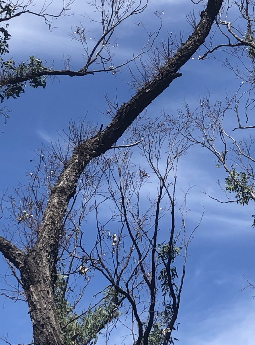 Does anyone know who this is? It looks like somethings been munching on the epicormic resprouts at Gardens of Stone NP.