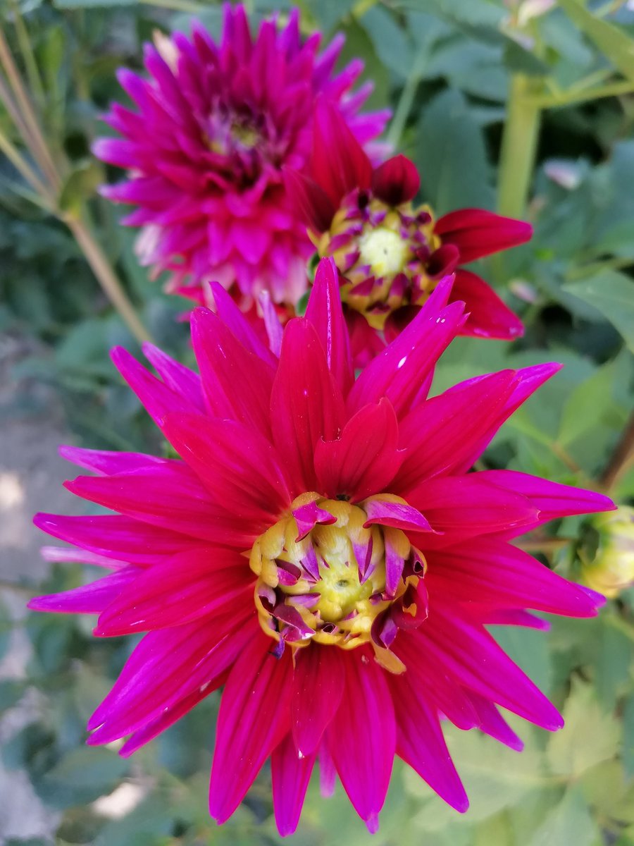 skymanuelima's tweet image. Zona de jardim da Fundação de Serralves. #Fundação #Serralves #Porto #visitPorto #arte #natureza #dálias #travelphotography #viagens #FotógrafoAmador #visitPortugal