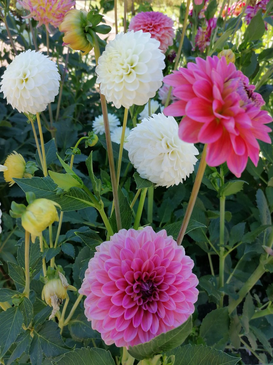 skymanuelima's tweet image. Zona de jardim da Fundação de Serralves. #Fundação #Serralves #Porto #visitPorto #arte #natureza #dálias #travelphotography #viagens #FotógrafoAmador #visitPortugal