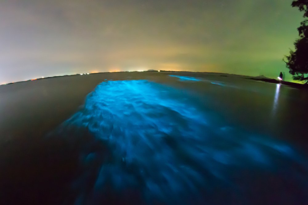 indiainmedan's tweet photo. #ExploreIndia Betalbatim beach in #Goa glows in the dark due to a natural phenomenon in which bioluminescent phytoplanktons in the waves emit a bluish glow when disturbed by the waves.The effect on the waters is dramatic. @TourismGoa @incredibleindia https://t.co/vpWgOKehGM
