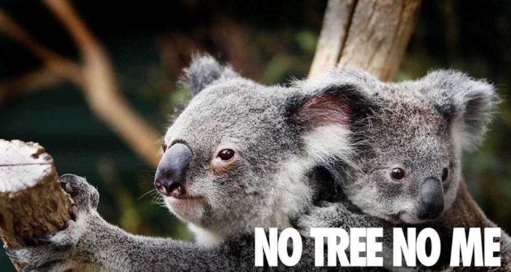 The referral of the anti-koala LLS bill to a committee has just been successful. The vote was 18-19 as a result of Catherine Cusack crossing the floor and voting to refer it to a committee.Well done  @katieqs - we will never forget this.  #SaveOurKoalas !!!!!