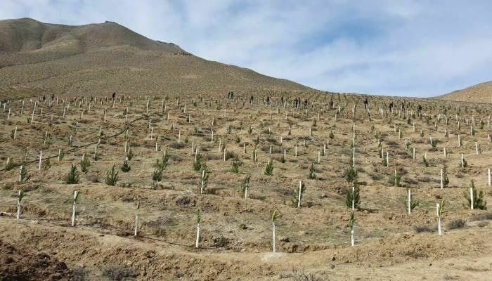 Ali_F_Alizada's tweet image. Armenians destroy, cut and burn down, but we build and plant, as these are our ancestral lands. 

The tree 🌳 🌲 plantation in liberated #Zangilan 🇦🇿has begun! 

#Chinar #ChinarTree #Çinar
#ClimateChange #SaveNature