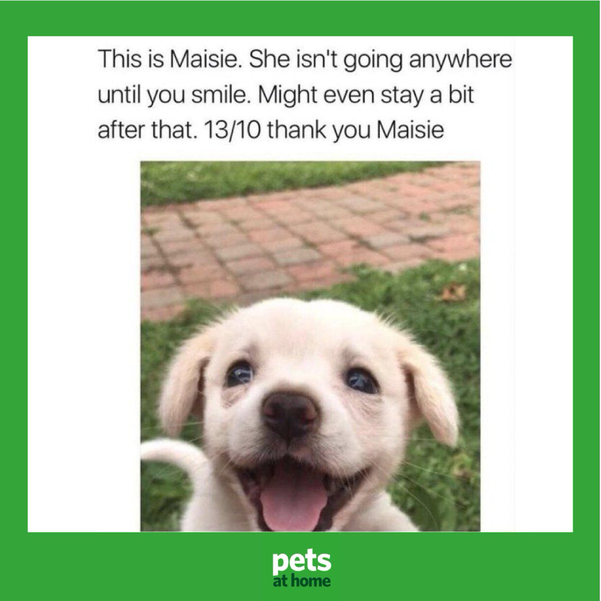 pets at home name tag