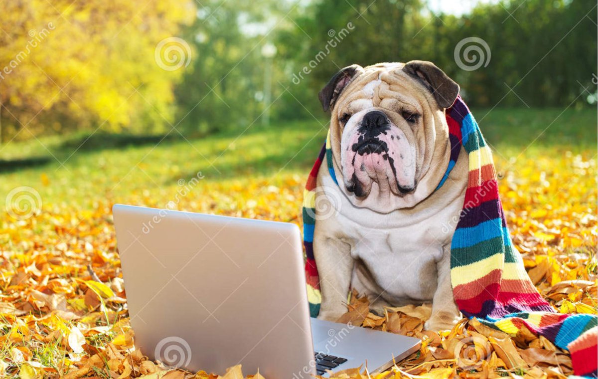 drasmussen43's tweet photo. Happy Thursday Bulldogs! It's a Full Remote Even Day on our schedule. Thank you for staying connected as we learn together on-line. Attendance matters every day. Remember, Bulldogs Lead The Pack! #BulldogRemoteLearning https://t.co/HrBJLPdYo6