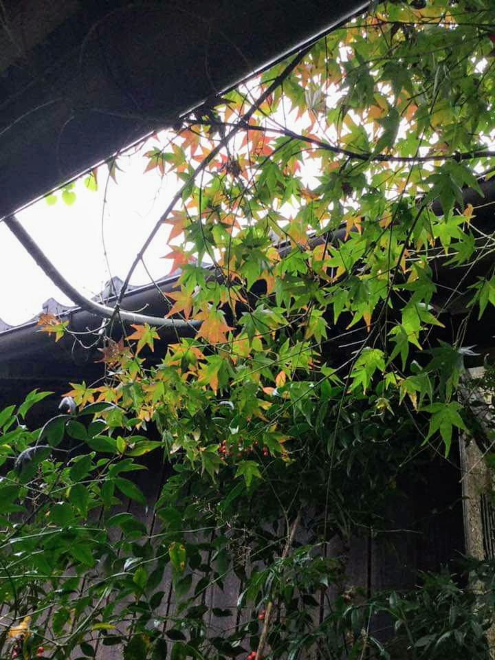Haikake's tweet photo. 落葉のモミジが、クモの巣にくっつき面白い模様を作ってます。 https://t.co/mcml3RBevA