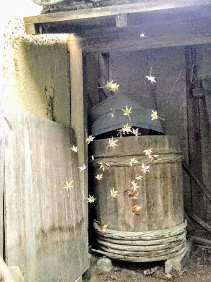 Haikake's tweet photo. 落葉のモミジが、クモの巣にくっつき面白い模様を作ってます。 https://t.co/mcml3RBevA