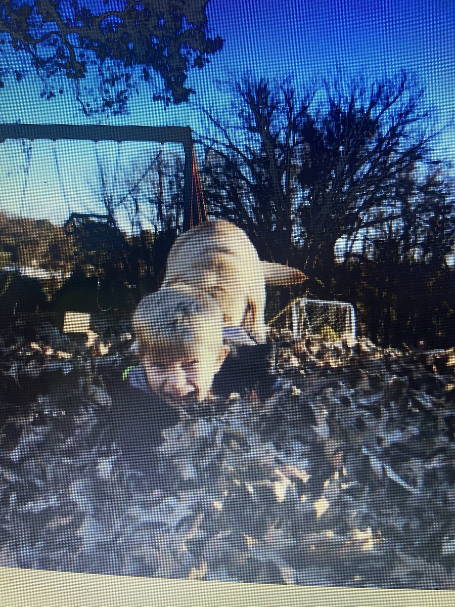 Hercules11319's tweet photo. Hey furriends! Sorry it’s been soooo long! My HuMom gots a job now so we can have a better future, so we’ve been busy! We all had the day off except daddy, so we played in these crunchy things! Had to save Bubba from drowning by pulling him out even! I iz a good boy! https://t.co/UYM9HkUOHJ
