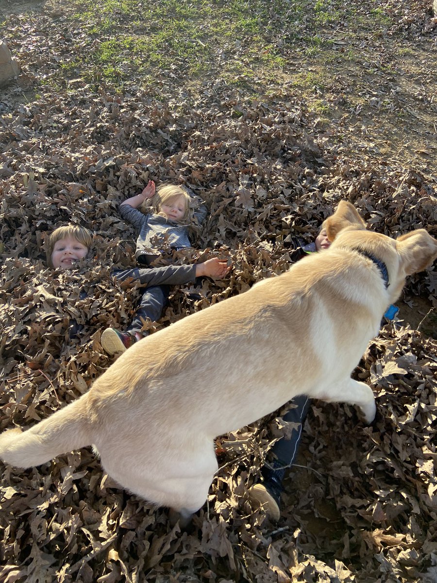Hercules11319's tweet photo. Hey furriends! Sorry it’s been soooo long! My HuMom gots a job now so we can have a better future, so we’ve been busy! We all had the day off except daddy, so we played in these crunchy things! Had to save Bubba from drowning by pulling him out even! I iz a good boy! https://t.co/UYM9HkUOHJ