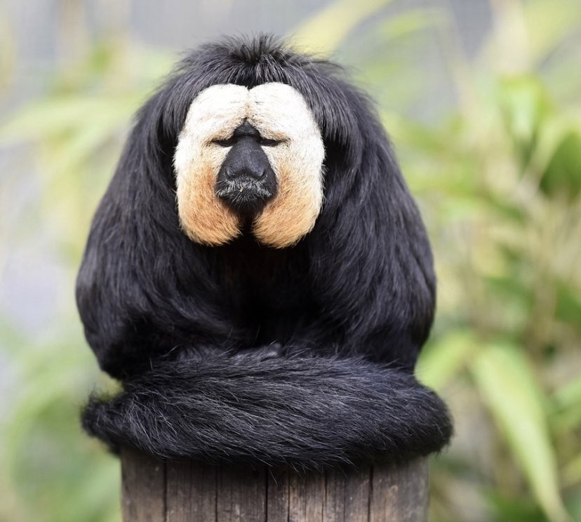 Dormant K tweet media