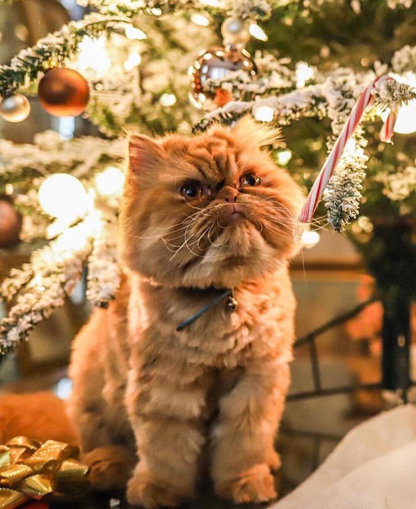 You may have convinced yourself that your cat loves Christmas. Your cat does not love Christmas.   #CatsHateChristmas  https://www.reddit.com/r/cats/comments/jwv85d/holiday_spirit_activate/