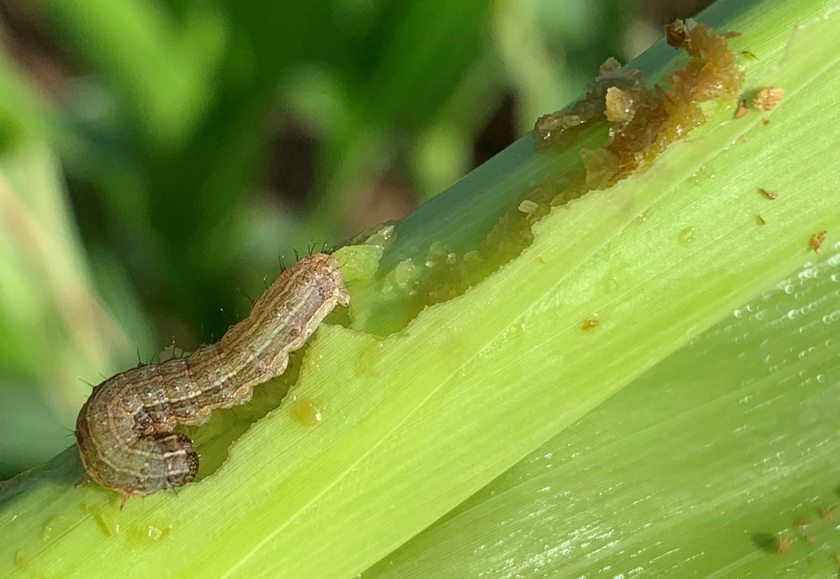 Didn't get to the Fall armyworm GRDC Grains Research Update, online? Recording is now available here: bit.ly/2ISSVBj  #GRDCUpdates #fallarmyworm, #FAW, <a href="/beatsheetblog/">The Beatsheet Blog</a> <a href="/bwilson_71/">Brent Wilson</a>