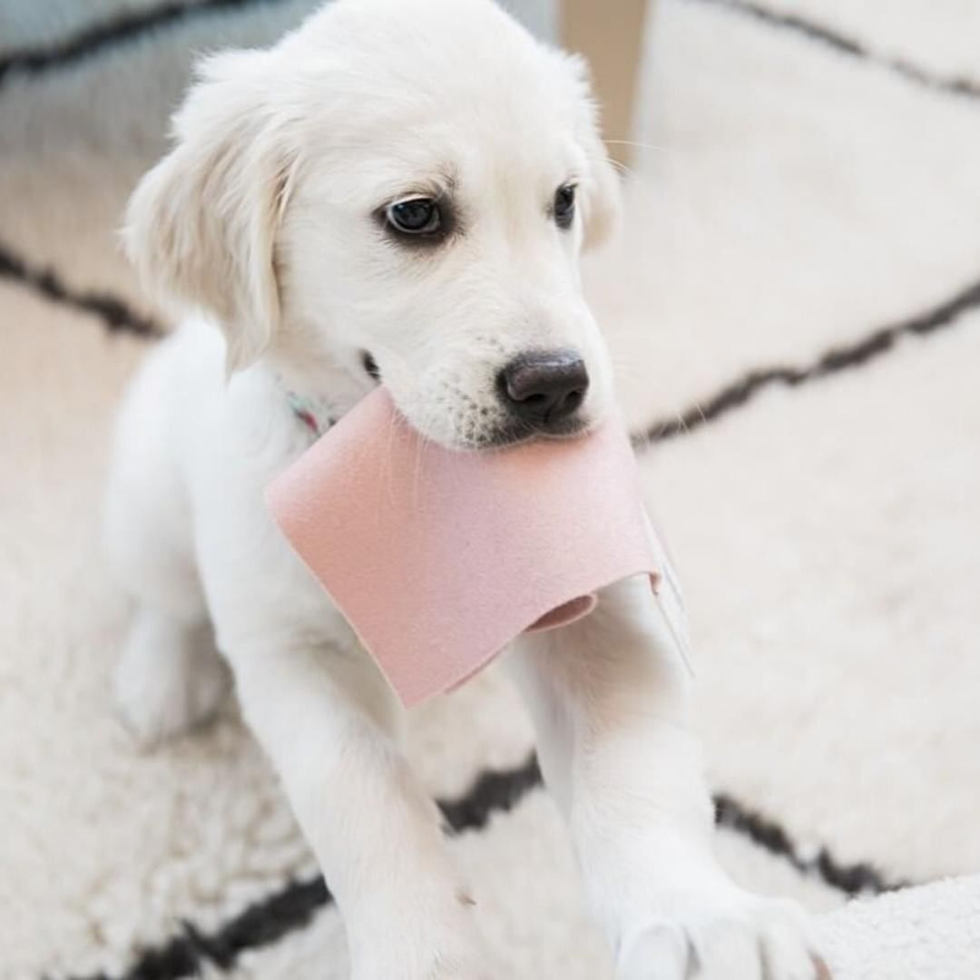 textilia4's tweet photo. Just checking the 'Tough' test, obviously already passed the 'So Cute' test 🥺

Our Blazer pure new wool is made from premium New Zealand lambs wool, responsibly farmed for the highest quality soft clean yarn production. https://t.co/k0LXaX1Idl
