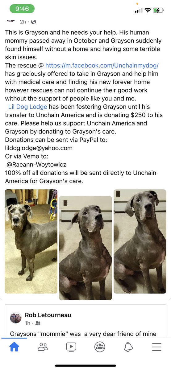 rascalandten's tweet image. Hey- is there anyone who would be able to adopt Grayson? He’s a Great Dane that my aunt had when she passed. He is a wonderful dog who deserves a furever home that I sadly can’t provide where I am