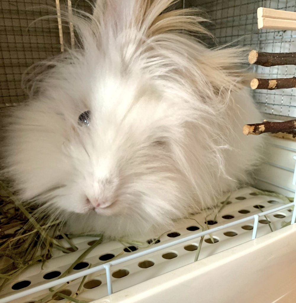 コマツナ うどん こんぶ いなり 画像は病院連れていった当日のうどん これは斜頸の具合がすごく分かりやすいけど 普段はこれより傾いてないし傾きの反対側にも遊んで動き回る 食欲もあるし元気 おしっこで他のうさぎにも感染するそうなので多頭