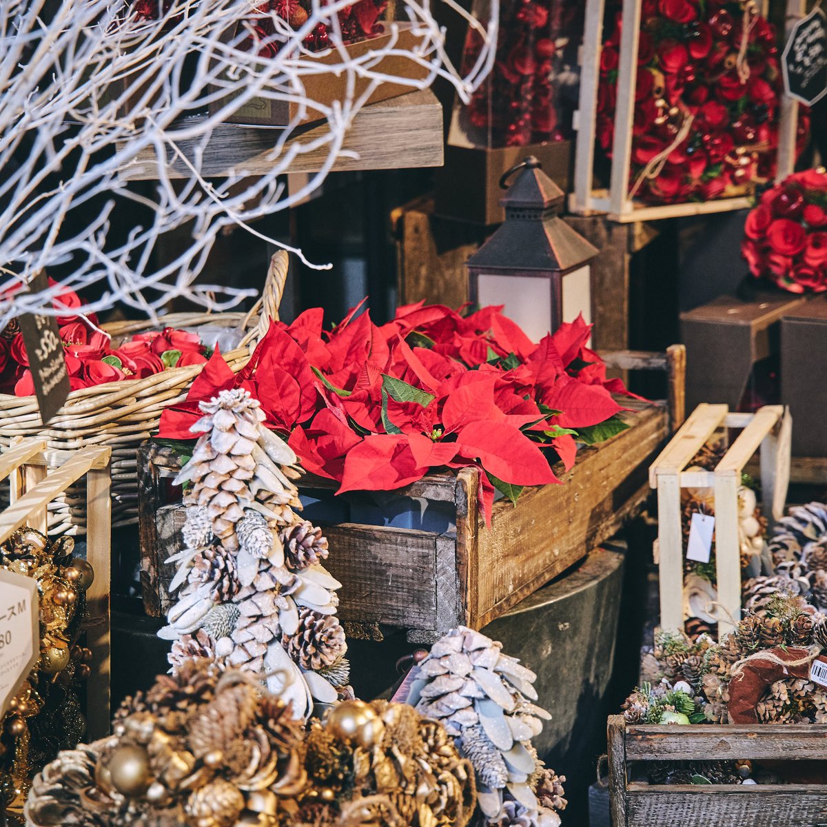 青山フラワーマーケット クリスマスを彩る花 ポインセチア が 青山フラワーマーケットの店頭にも並び始めました 11月ともなるとクリスマスはまだ先 と思いがちですが 青山フラワーマーケットのこだわりのポインセチアは 11月中旬から入荷が始まり 12