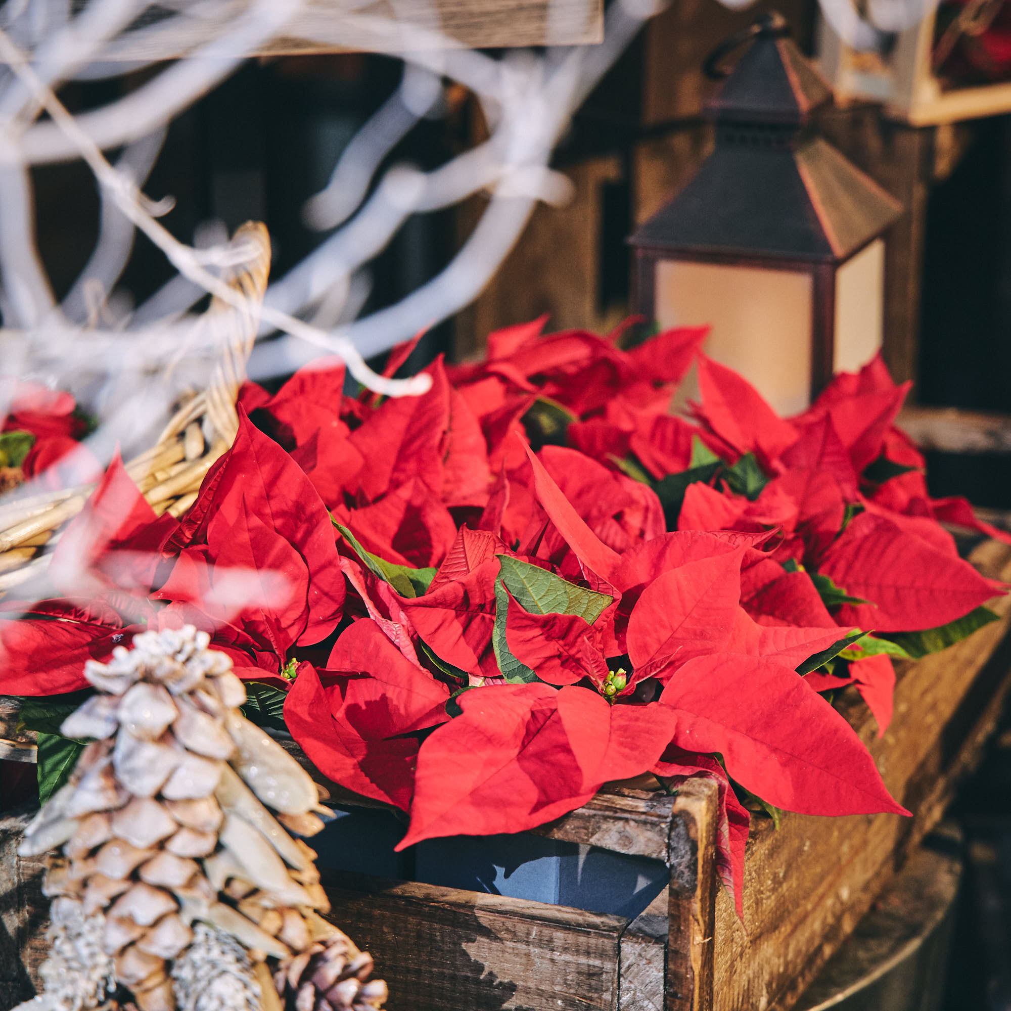 青山フラワーマーケット クリスマスを彩る花 ポインセチア が 青山フラワーマーケットの店頭にも並び始めました 11月ともなるとクリスマスはまだ先 と思いがちですが 青山フラワーマーケットのこだわりのポインセチアは 11月中旬から入荷が始まり 12