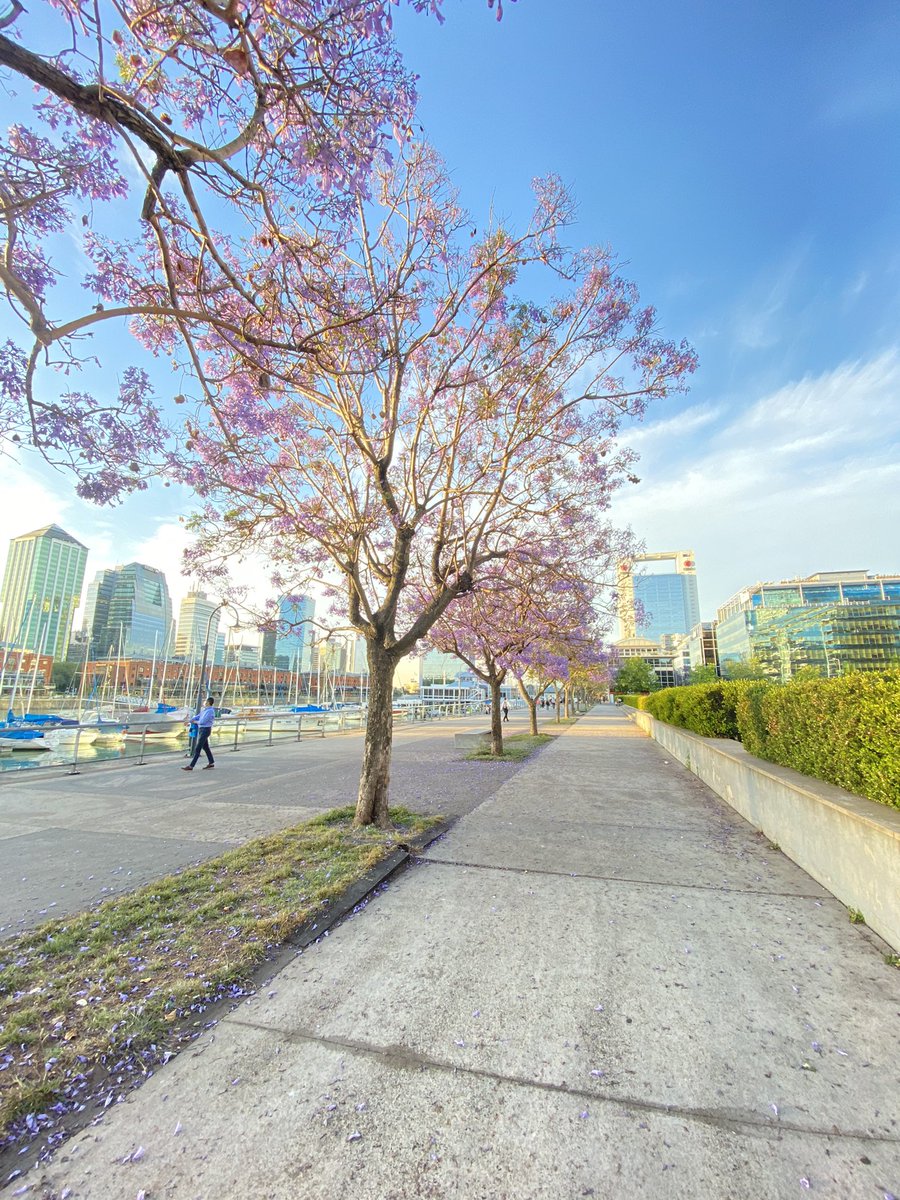 Después de la lluvia... el sol 💜 Postal de Buenos Aires. Esta tarde. Los jacarandás bebecitos de Puerto Madero