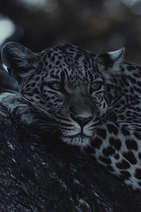 “Chaos is only understood when it is loved by the wild.”

RP | MC┊Original character » Shifter 

Mated.