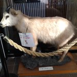 ツイートに含まれる画像