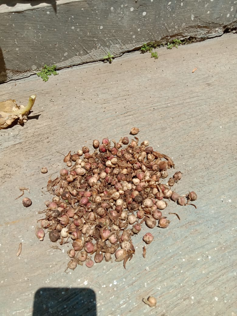 Alhamdulillah udah mulai balas budi ni kapulogo😍
Tau gak gaiis buah ini harganya fantastic sekarang yuk gaiis budidaya jangan malu jadi petani.