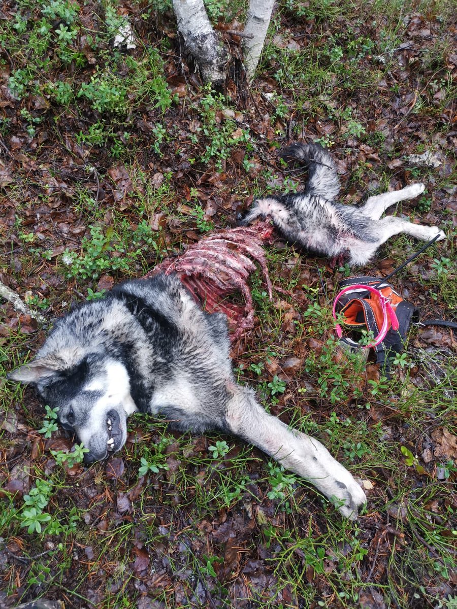 MinnaCousins's tweet photo. Susikeskusteluun vielä luontokuvaa. Tämä on koira. https://t.co/k5CduglXrg