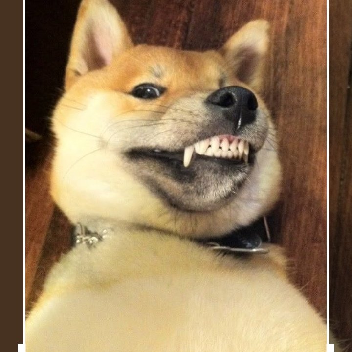 Сиба ину доги мем. Сиба-ину догги. Сиба ину доги. Сиба ину кабосу. Собака мем.