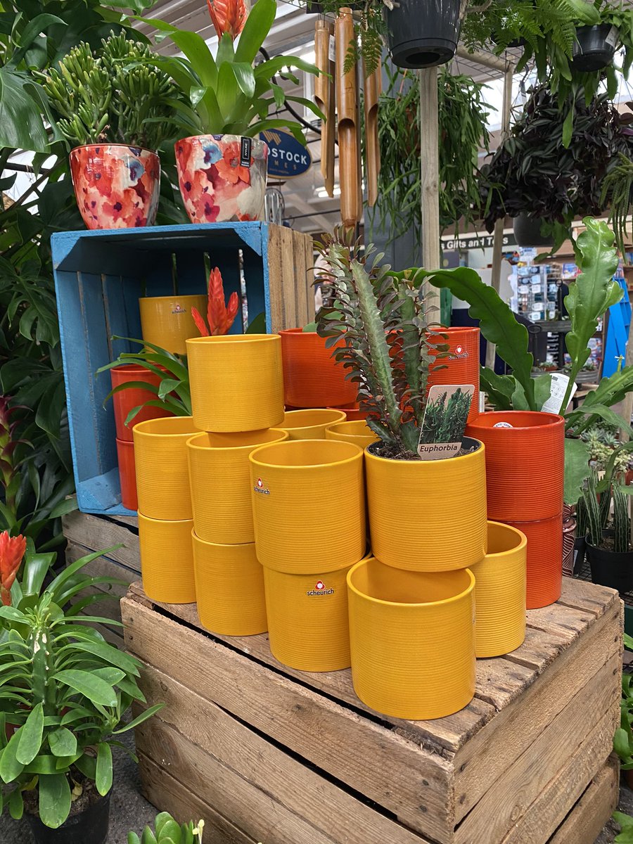 BurstonStAlbans's tweet photo. These would brighten the gloomiest of days wouldn’t they? 💛🧡❤️
#houseplants #pots #potsgalore #potcover #colour #bright #colourful #sparkjoy #joyful #indoorliving #colourpop https://t.co/oyxBRF8Uw2