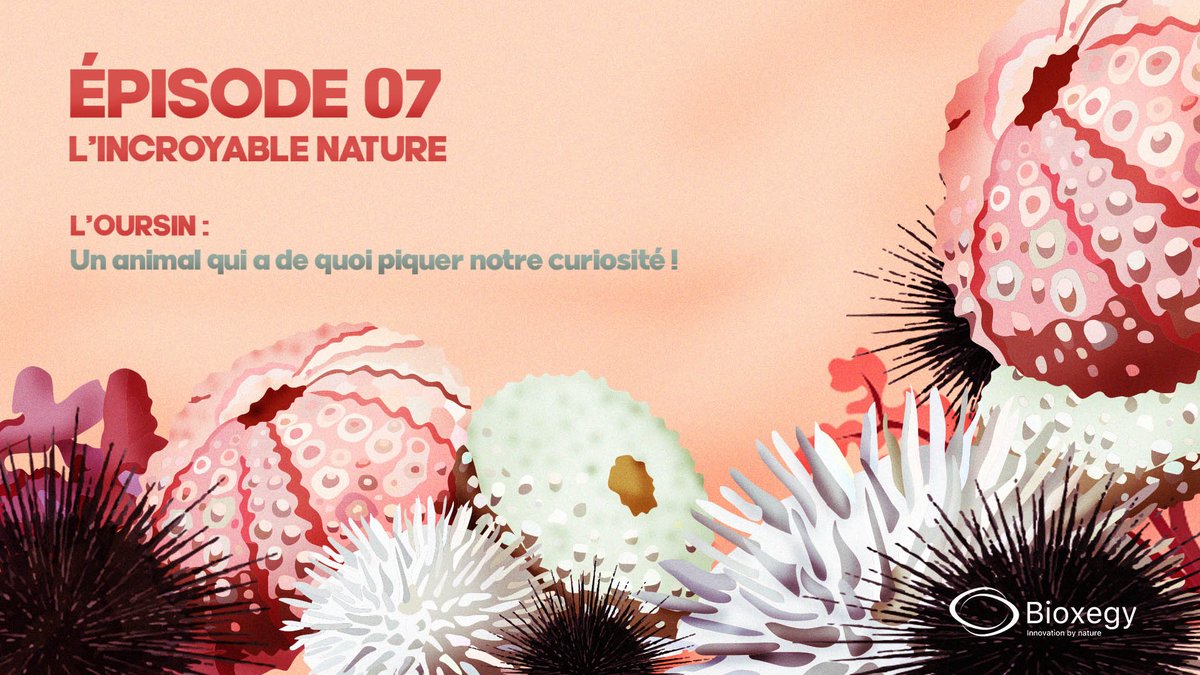 [L'incroyable nature n°7] 
💡L’oursin : Un animal qui a de quoi piquer notre curiosité ! 
👉Nouvel épisode du premier podcast français dédié au biomimétisme disponible sur ce lien : lnkd.in/dvutrdr
 
#innovation #biomimétisme #podcast