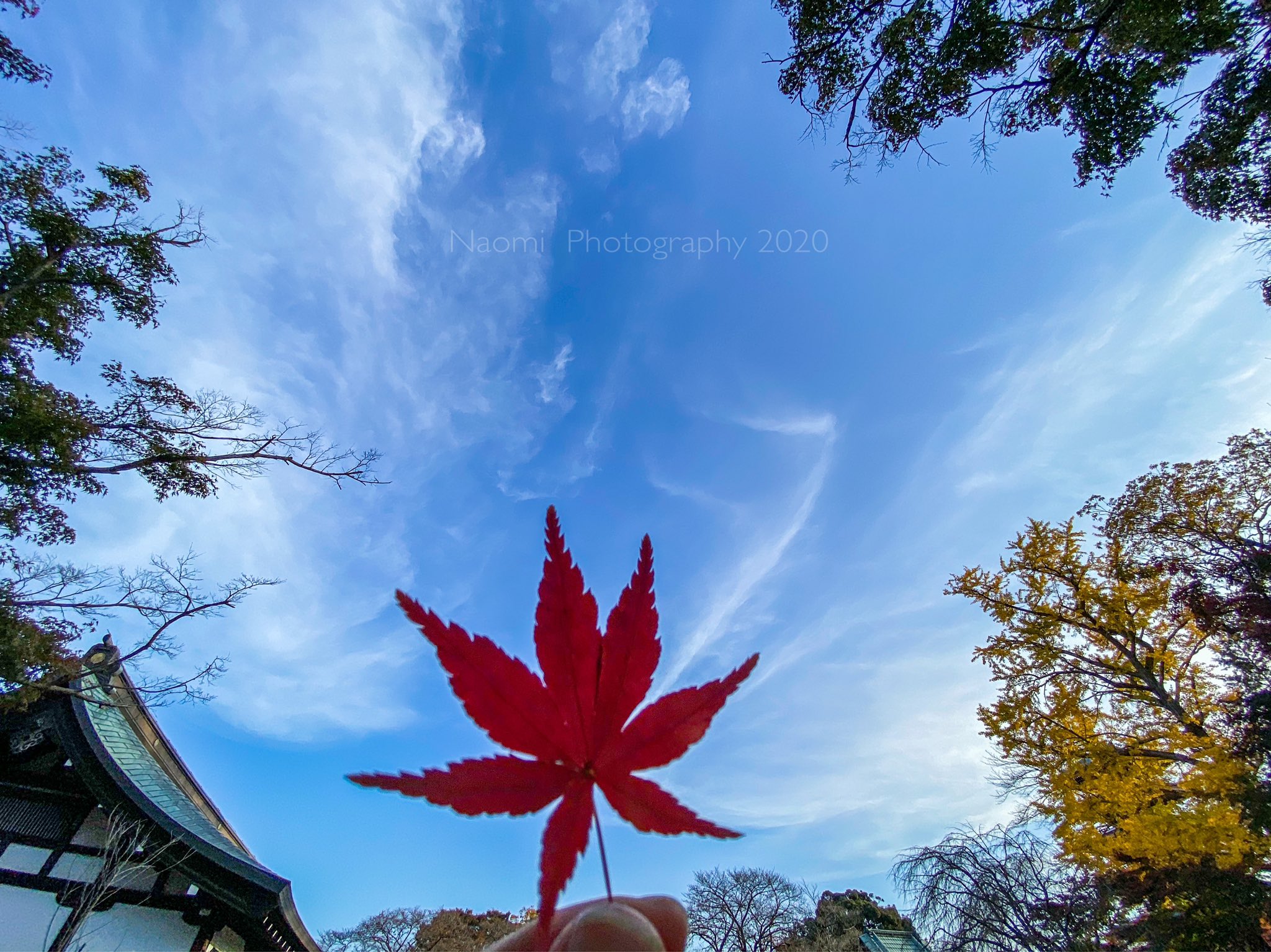 本土寺の紅葉 Twitter Search Twitter