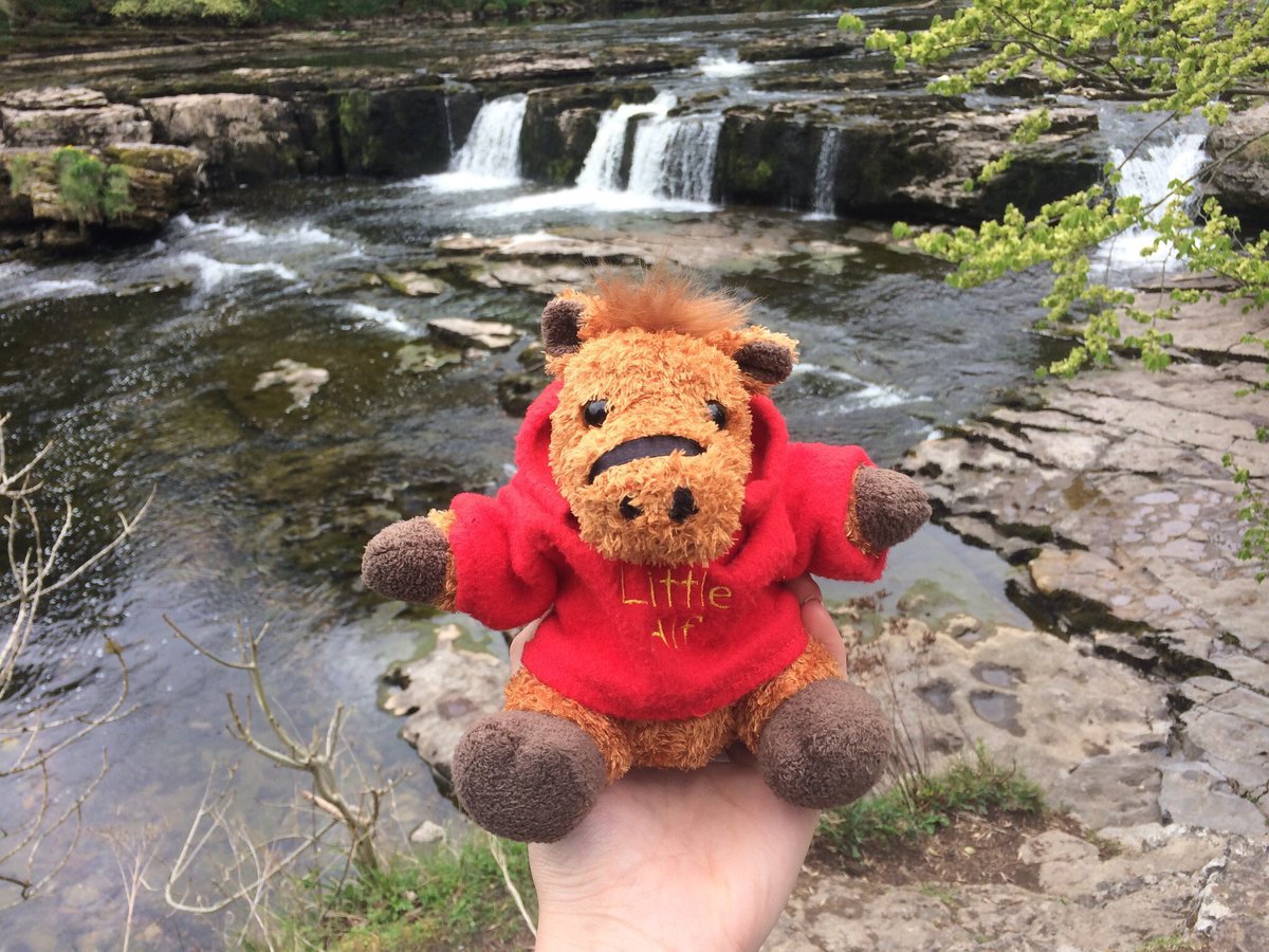 LittleAlfBuddy's tweet photo. He can’t travel the world 🌍 at the moment but he is enjoying days out around the Yorkshire Dales... 

#LittleAlf https://t.co/DzwGC3wDFy