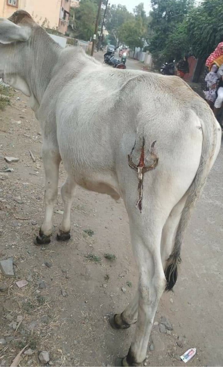 Nimboo_Namak's tweet photo. Itni bhakti hain to khud ki sharir pe kyu nahi bana leta?? Iss masoom ke sharir pe kyu banaya?? https://t.co/9XHfZHqCjj