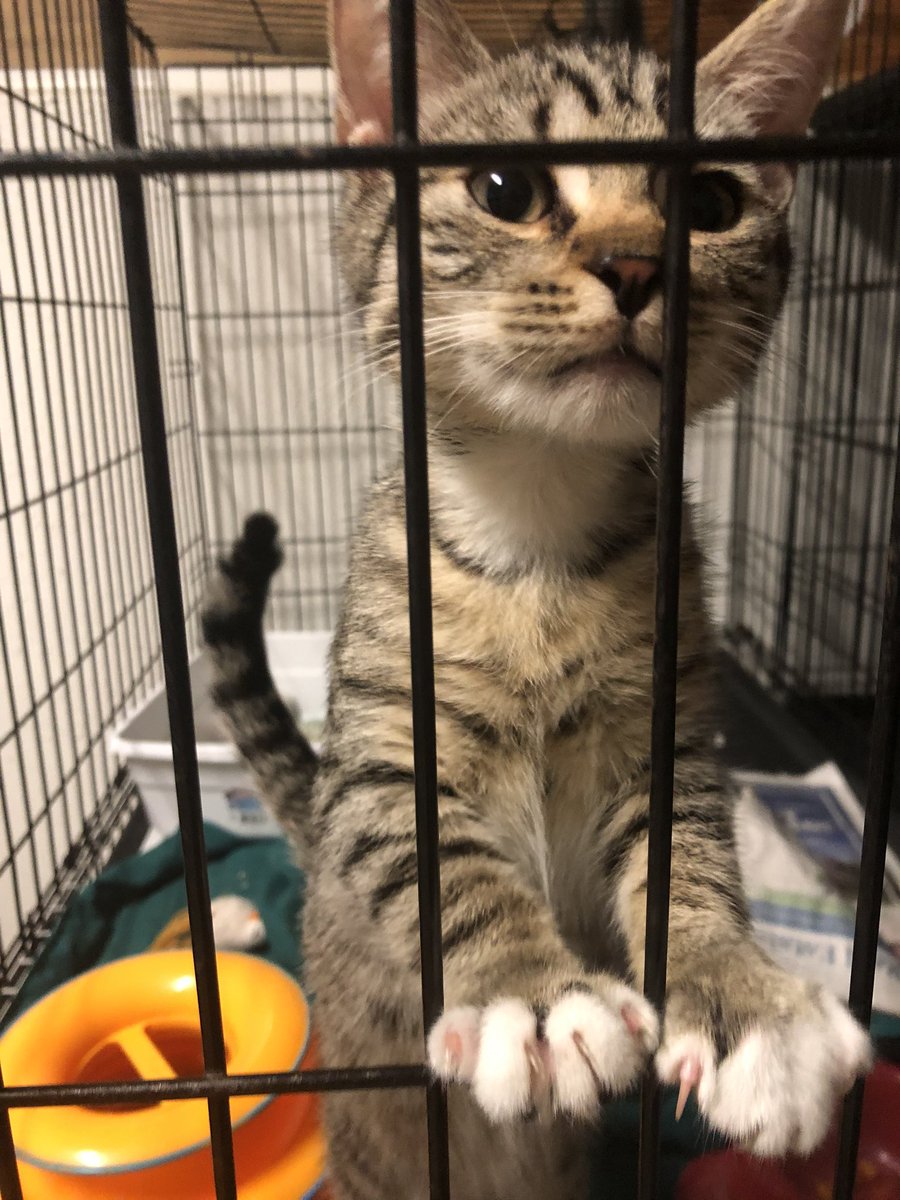 TriCounty Humane tweet media