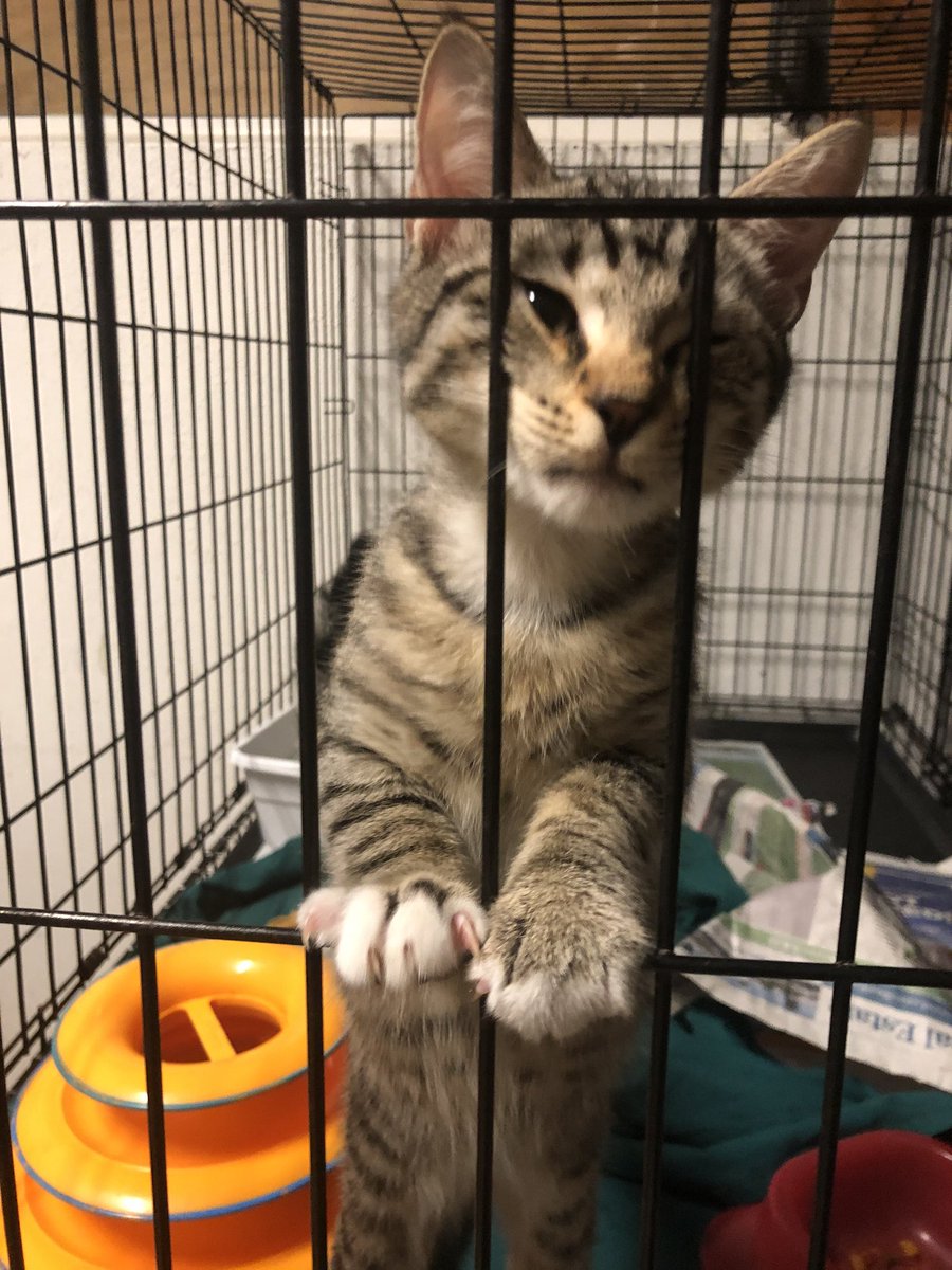 TriCounty Humane tweet media