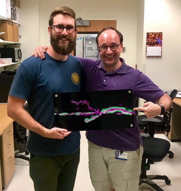 this story is an amazing team effort. led by a wildly talented technician  @lucas__restrepo … he was the first member of the lab back when we had a tiny closet and no equipment! he’s in grad school now and his going away present was the first genetic interaction he found!!